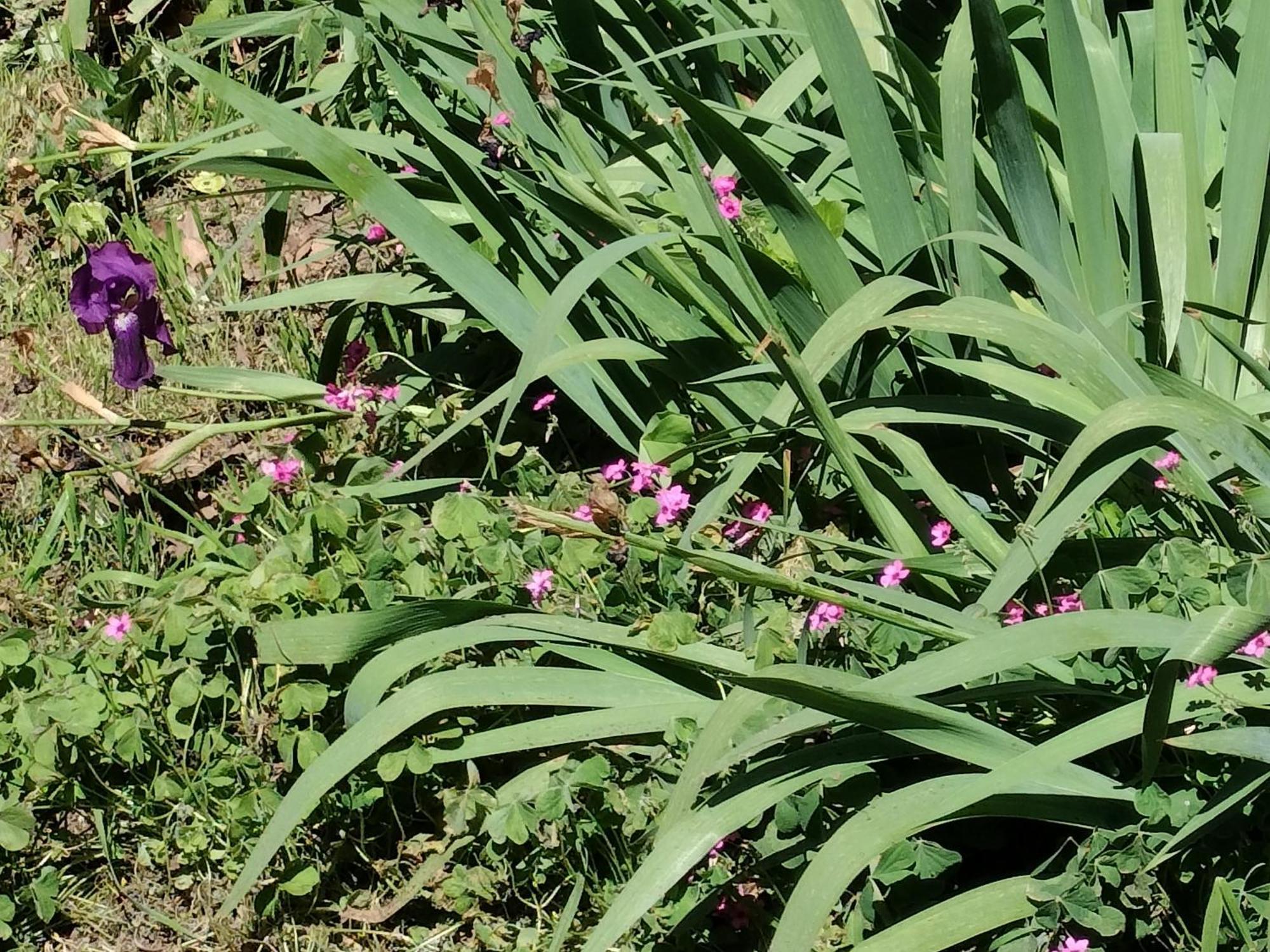 圖盧茲La Toulousaine De Clo别墅 外观 照片